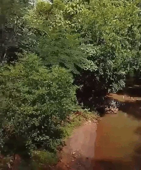 Projeto de ponte amea&ccedil;a &aacute;rea reflorestada e abre debate na Capital