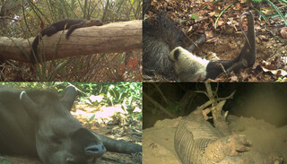 Em clima de feriado, animais aproveitam areia escavada por tatus para relaxar 