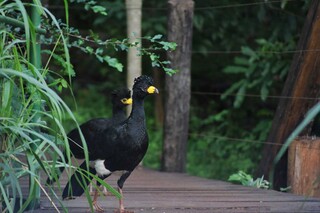 Obra de ponte &eacute; vista como amea&ccedil;a &agrave; &aacute;rea reflorestada e abre debate na Capital