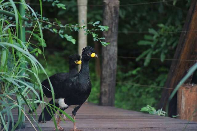Obra de ponte &eacute; vista como amea&ccedil;a &agrave; &aacute;rea reflorestada e abre debate na Capital