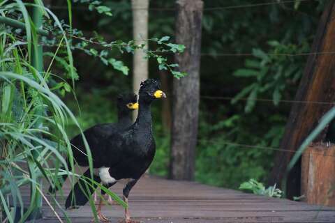 Obra de ponte &eacute; vista como amea&ccedil;a &agrave; &aacute;rea reflorestada e abre debate na Capital
