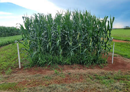 Braqui&aacute;ria vira aliada da soja e transforma o solo em &ldquo;f&aacute;brica de produtividade&rdquo;