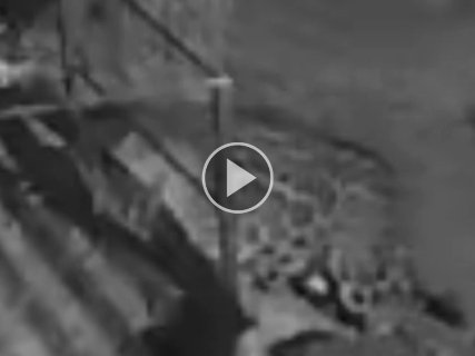 On&ccedil;a invade varanda e mata cadela dentro de fazenda