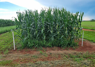 Braqui&aacute;ria vira aliada da soja e transforma o solo em &ldquo;f&aacute;brica de produtividade&rdquo;