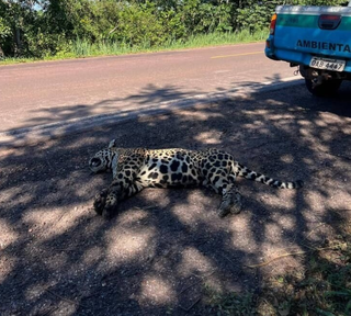 O que mais ajudaria a reduzir atropelamentos de on&ccedil;as nas rodovias de MS?
