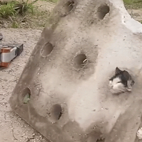 Filhote fica entalado em bueiro e bombeiros quebram concreto para salvar