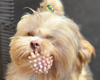 Cachorro &eacute; levado por uma mulher e tutor tenta encontrar o paradeiro de Joaquim