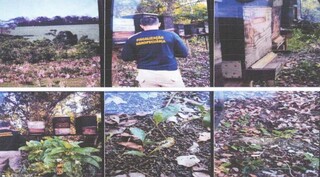 Usina ter&aacute; que implementar projeto para reduzir risco ap&oacute;s morte de abelhas