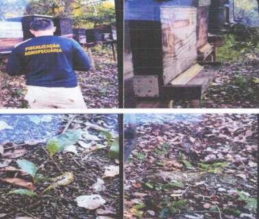 Usina ter&aacute; que implementar projeto de redu&ccedil;&atilde;o de riscos ap&oacute;s morte de abelhas