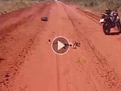 Jovem relata ter sido atacado por on&ccedil;a-parda em trecho rural da MS-340