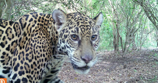 Luz afasta on&ccedil;as e reduz ataques a animais em assentamento no Pantanal