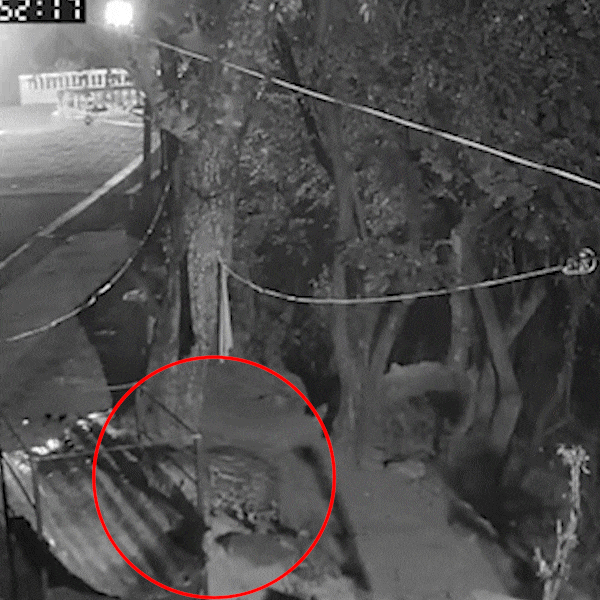 On&ccedil;a invade varanda e mata cadela dentro de fazenda