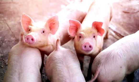 Suinocultura de MS aposta na Rota Bioce&acirc;nica para incrementar vendas para a &Aacute;sia