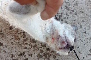 Casal de pitbulls entra em condom&iacute;nios e mata 12 gatos em 10 dias