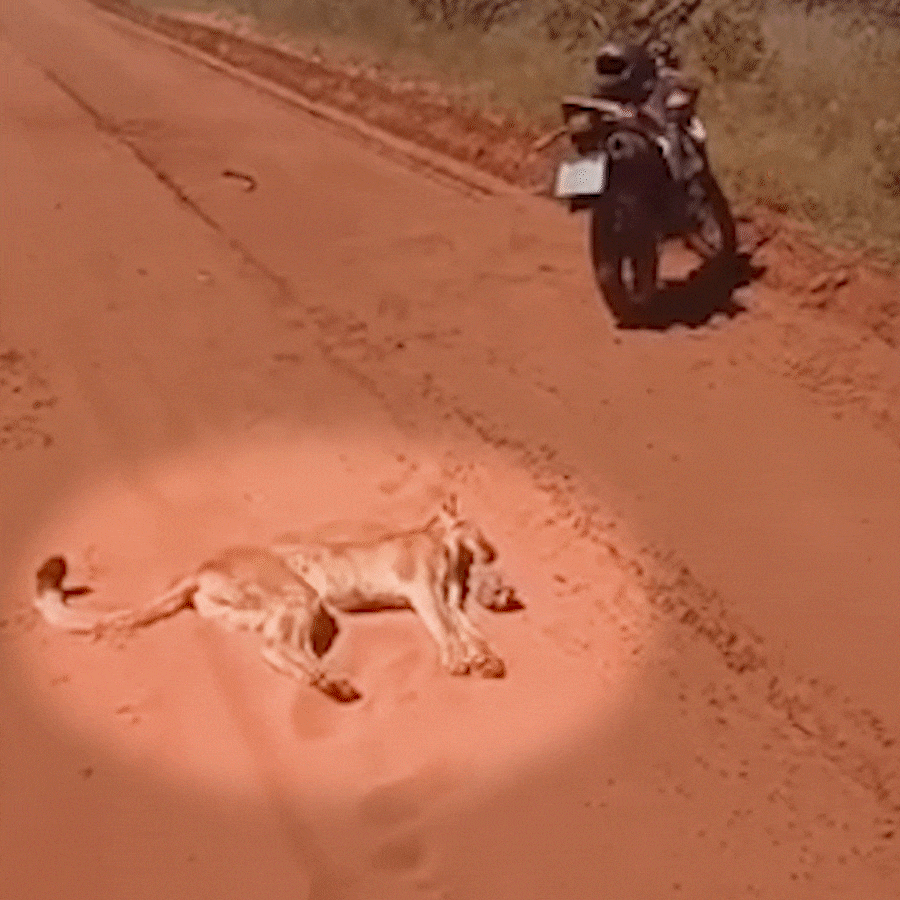 Jovem relata ter sido atacado por onça-parda em trecho rural da MS-340