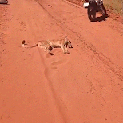 &ldquo;Nem eu acredito, mas &eacute; verdade&rdquo;, garante jovem que atropelou on&ccedil;a-parda