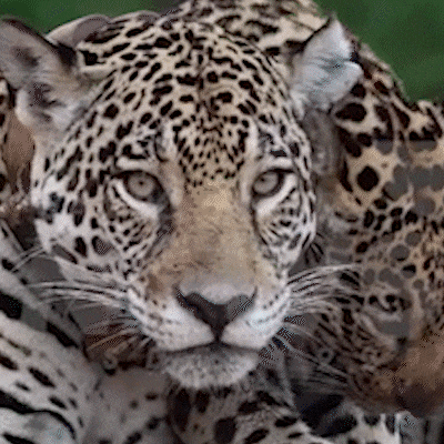 Risco em ponte e on&ccedil;a &ldquo;estrela&rdquo; do Pantanal lideram v&iacute;deos mais vistos