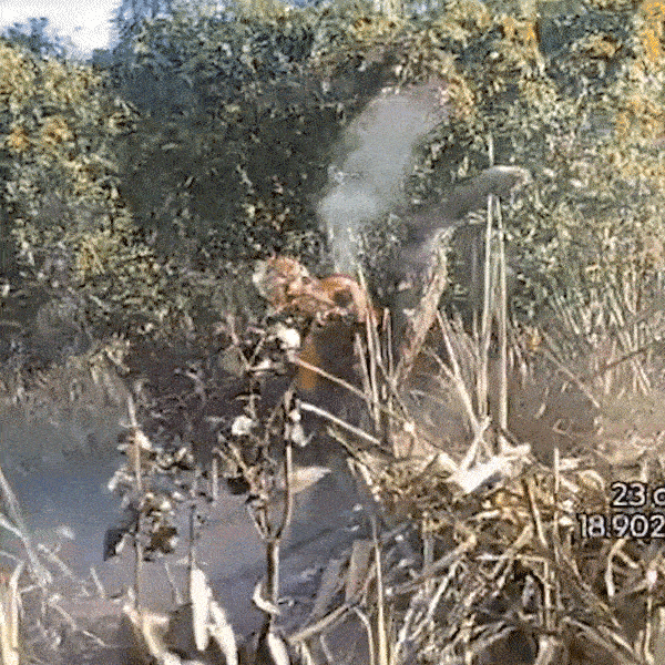 Pantanal tem focos de inc&ecirc;ndio h&aacute; 2 dias e fogo desafia bombeiros