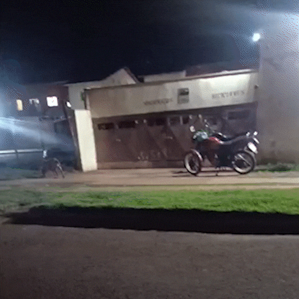 Casal de pitbulls entra em condom&iacute;nios e mata 12 gatos em 10 dias