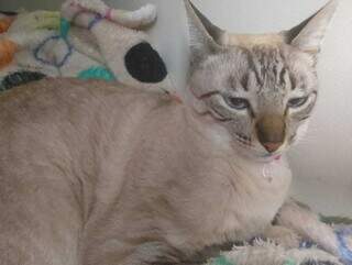 Fam&iacute;lia procura por Nata, gatinha que desapareceu na Vila C&eacute;lia