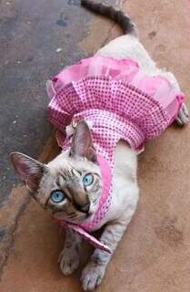 Fam&iacute;lia procura por Nata, gatinha que desapareceu na Vila C&eacute;lia