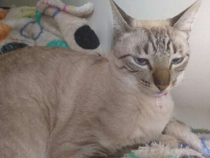 Fam&iacute;lia procura por Nata, gatinha que desapareceu na Vila C&eacute;lia