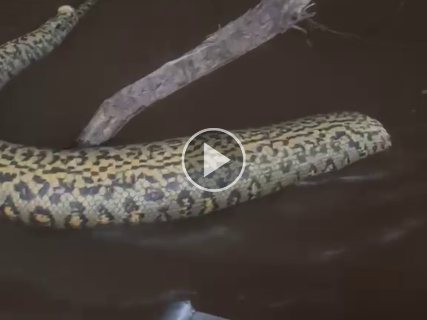 Sucuri aparece morta com cabe&ccedil;a cortada no Pantanal