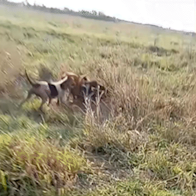 V&iacute;deos indicam que trabalhador encontrado morto tinha costume de ca&ccedil;ar javalis