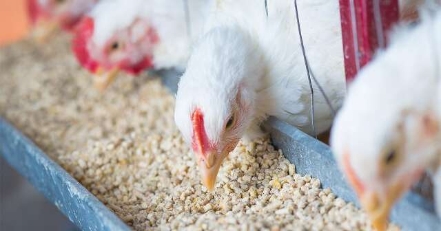 Rem&eacute;dios usados na engorda de animais s&atilde;o proibidos por impacto na sa&uacute;de humana