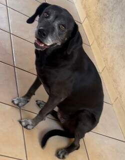 Fam&iacute;lia procura cadela Cacau desaparecida no Coophasul