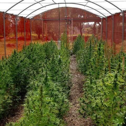 Fiocruz MS firma acordo para desenvolver pesquisas com cannabis medicinal