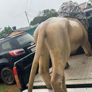 Le&atilde;o furtado de hamburgueria &eacute; achado escondido no Aero Rancho