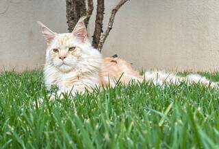 Gato de ra&ccedil;a desaparece e fam&iacute;lia oferece recompensa de R$ 800 