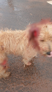 Cachorro tem orelha mutilada e tutor acaba preso com faca