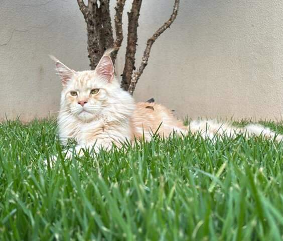 Gato de ra&ccedil;a desaparece e fam&iacute;lia oferece recompensa de R$ 800 