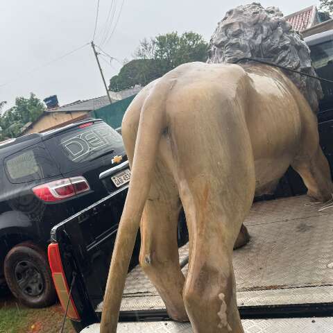 Le&atilde;o furtado de hamburgueria &eacute; achado escondido no Aero Rancho