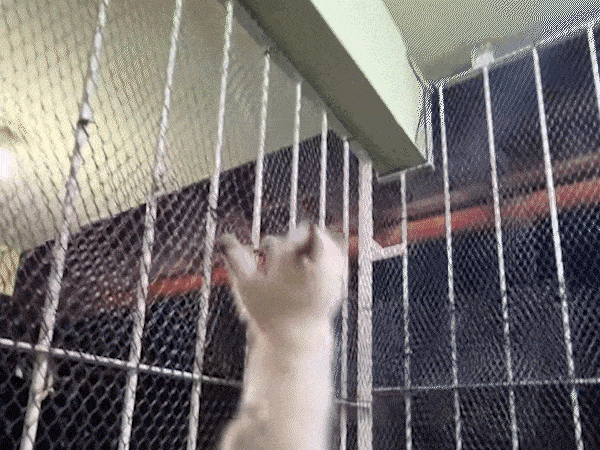 Seu gato vira um furac&atilde;o de madrugada? N&atilde;o &eacute; por acaso