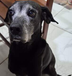 Fam&iacute;lia procura cadela Cacau desaparecida no Coophasul