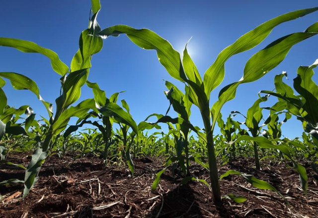 Fertilizantes sobem at&eacute; 39% e MS importa 23 mil toneladas no trimestre