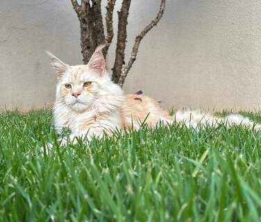 Gato de ra&ccedil;a desaparece e fam&iacute;lia oferece recompensa de R$ 800 