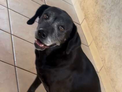 Fam&iacute;lia procura cadela Cacau desaparecida no Coophasul