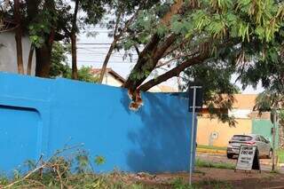 &Aacute;rvore de 10 metros cai e fica pendurada sobre muro de escola na Vila Planalto
