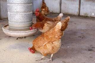 MS cria licen&ccedil;a obrigat&oacute;ria para com&eacute;rcio de aves vivas e veta venda ambulante