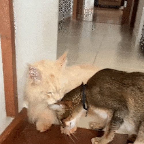 Ap&oacute;s dois dias sumido, J&uacute;piter volta para casa e reencontra irm&atilde;ozinho