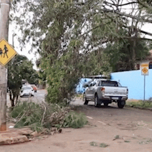 &Aacute;rvore de 10 metros cai e fica pendurada sobre muro de escola na Vila Planalto