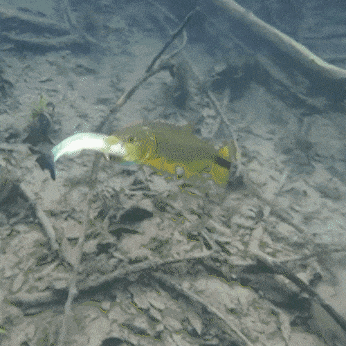 Dourado, &ldquo;rei do rio&rdquo;, &eacute; flagrado abocanhando outro peixe