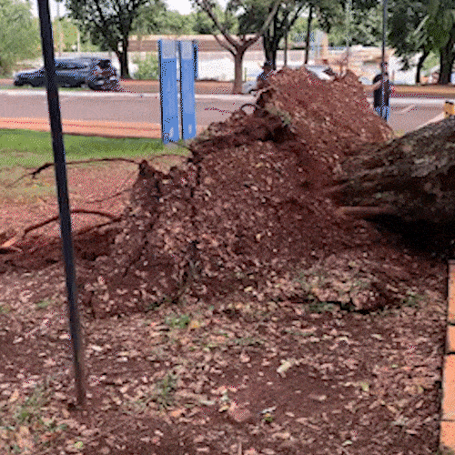 Ingazeiro cai na UFMS e atinge 4 carros no estacionamento