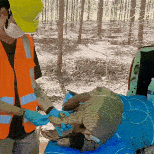 Tatu-canastra gr&aacute;vida &eacute; registrada pela 1&ordf; vez em &aacute;rea de planta&ccedil;&atilde;o de eucalipto