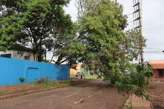 &Aacute;rvore de 10 metros cai e fica pendurada sobre muro de escola na Vila Planalto