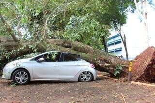 Ingazeiro cai na UFMS e atinge 4 carros no estacionamento